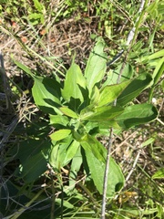 Eryngium leavenworthii