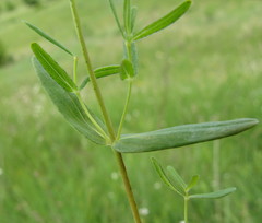 Hypericum elegans