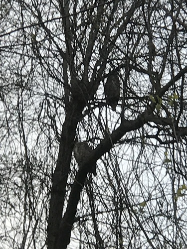 Great Horned Owl photographed in New Jersey