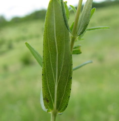 Hypericum elegans
