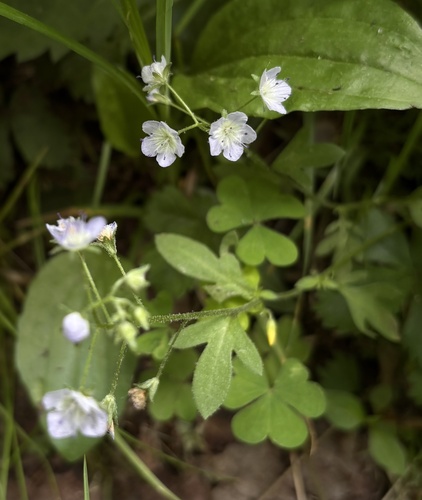 Phacelia dubia, photograph 6