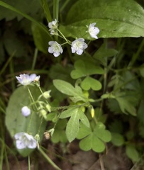 Phacelia dubia, photograph (c) nancyellivc, some rights reserved (CC BY)