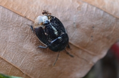 Legnotus limbosus