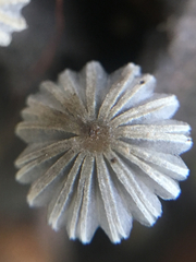 Coprinopsis stercorea