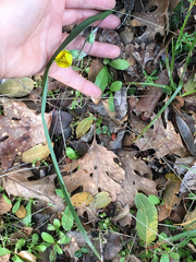 Calochortus monophyllus