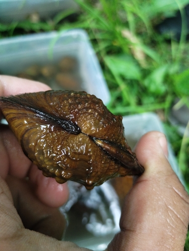 Hoja de Arce