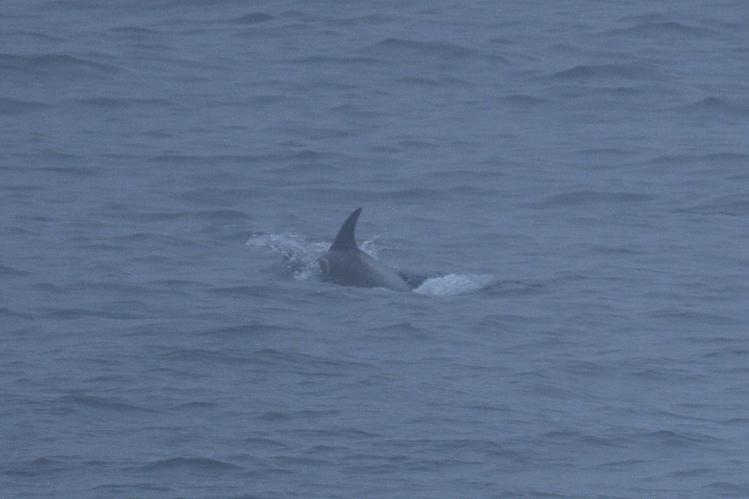 Lagenorhynchus albirostris