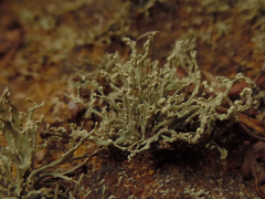 Ramalina intermedia