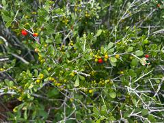 Schaefferia cuneifolia, photograph (c) Clifton Ladd, C.W.B., some rights reserved (CC BY)