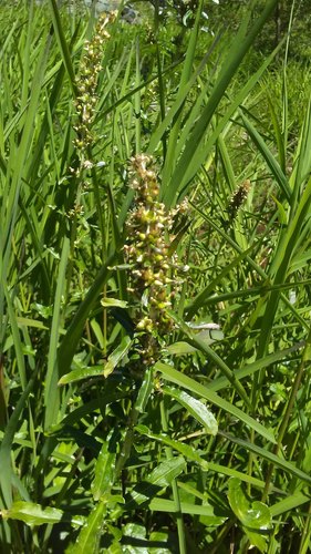 Gamochaeta americana