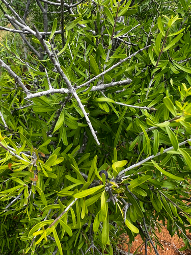 Forestiera angustifolia, photograph 1