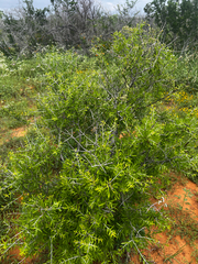 Forestiera angustifolia, photograph (c) Clifton Ladd, C.W.B., some rights reserved (CC BY)