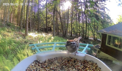 Chipping Sparrow