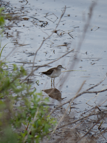iNaturalist image