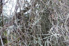 Parsonsia capsularis