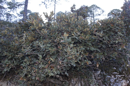 Quercus galeanensis