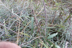 Parsonsia capsularis