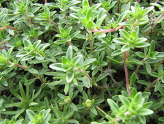 Thymus calcareus