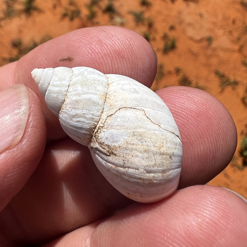Striped Rabdotus Snail