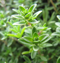 Thymus calcareus