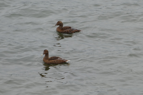 Common Eider