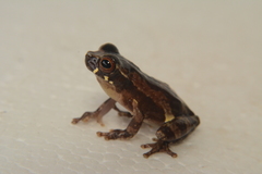 Dendropsophus brevifrons