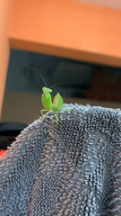 Photiomantis
