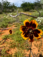 Thelesperma burridgeanum
