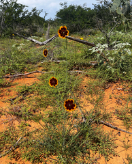 Thelesperma burridgeanum, photograph (c) Clifton Ladd, C.W.B., some rights reserved (CC BY)