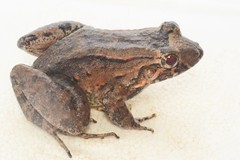 Leptodactylus wagneri