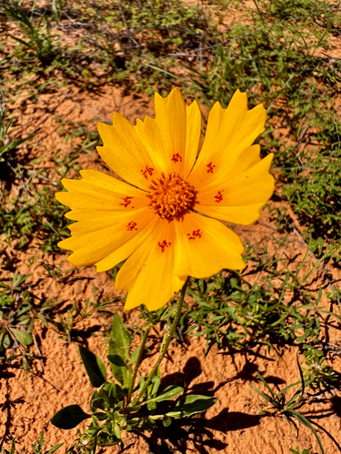Coreopsis nuecensis, photograph 1