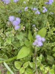 Ageratum houstonianum