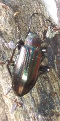 Tarpela