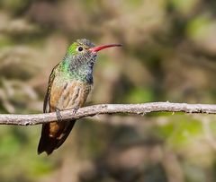 Amazilia yucatanensis