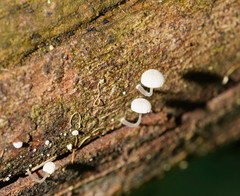 Mycena piringa