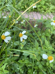 Bidens alba