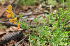 Corydalis micrantha
