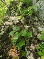 Heuchera alba