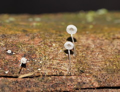 Mycena piringa