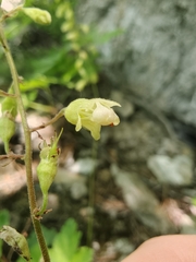 Heuchera alba, photograph (c) Daniel Beevers, some rights reserved (CC BY)