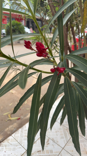 oleander