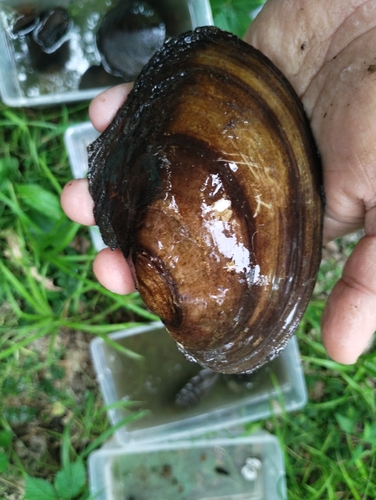Fragile Papershell