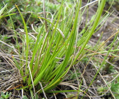 Carex humilis