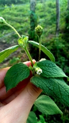 Blainvillea acmella, photograph (c) cristianol1456, some rights reserved (CC BY-SA)