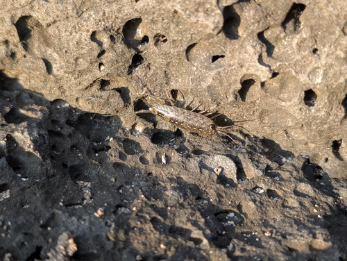 Wharf Louse