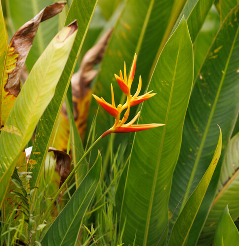 Heliconia × nickeriensis