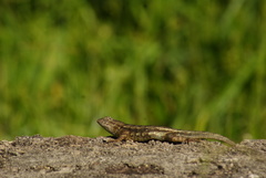 Sceloporus horridus
