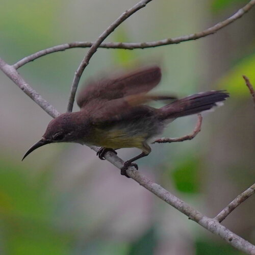 Copper-throated Sunbird (Leptocoma calcostetha), photo 4