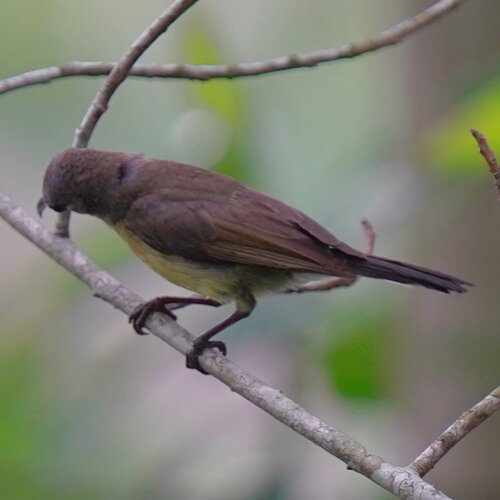 Copper-throated Sunbird (Leptocoma calcostetha), photo 5