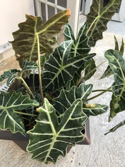 Alocasia × mortfontanensis